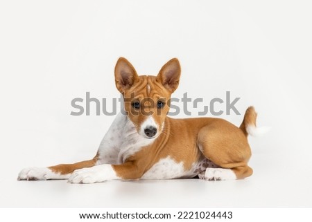 basenji puppy on white background Royalty-Free Stock Photo #2221024443