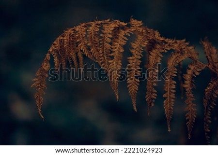 dark moody faded autumn leaf background, brown fall plants decay