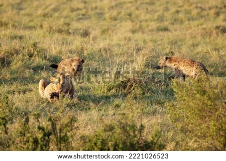Hyenas trying to steel the prey from Lion who is eating its prey