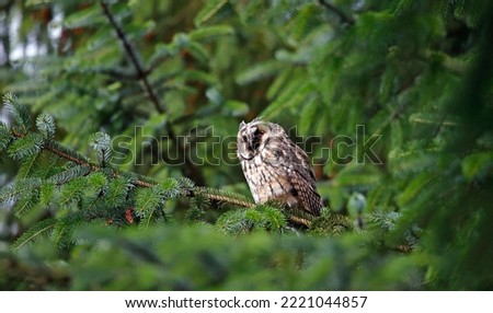 Juvenile long eared owl chick perched in a conifer tree