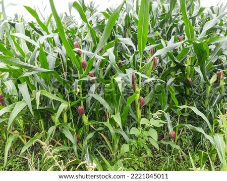 Corn plants in the rice fields live a healthy life seen in the morning, taken from the close-up angle