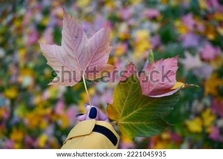 Autumn leaves in hand, a bouquet of maple leaves