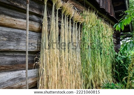 Dry wheat seeds hung in front of the house .preparation of material for weaving.the process of preparing straw for weaving art products.