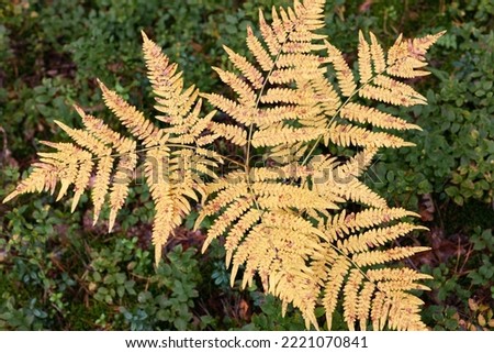 Yellow fern leaves . Abstract close up beautiful natural background. Floral design.