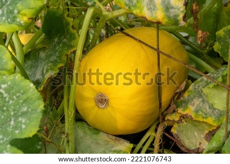 Issaquah, Washington State, USA. Spaghetti squash plant with a squash stuck in a hole of the trellis. Royalty-Free Stock Photo #2221076743