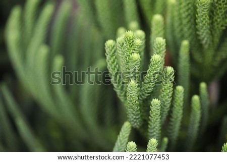Norfolk Island pine (Araucaria heterophylla) Royalty-Free Stock Photo #2221077453