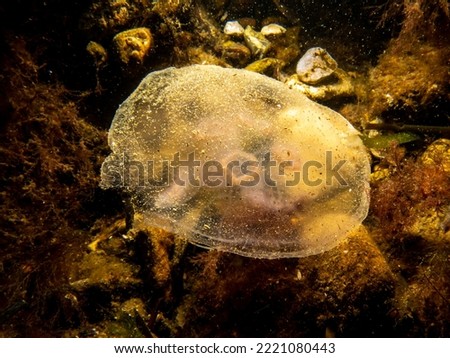 A close-up picture of a Moon jellyfish or Aurelia aurita with brown stones in the background. Picture from Oresund, Malmo Sweden. Cold water scuba diving
