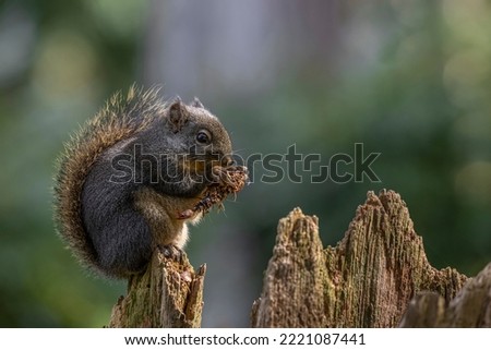 USA, Washington State, Bainbridge Island. Douglas squirrel eating a fir cone. Royalty-Free Stock Photo #2221087441