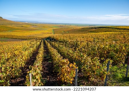 Colorful autumn landscape with yellow grand cru chardonnay vineyards in Cramant, region Champagne, France Cultivation of white chardonnay wine grape on chalky soils of Cote des Blancs. Royalty-Free Stock Photo #2221094207