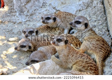 Meerkat family at rest on the sand