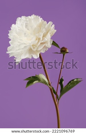 White peony flower isolated on purple background.