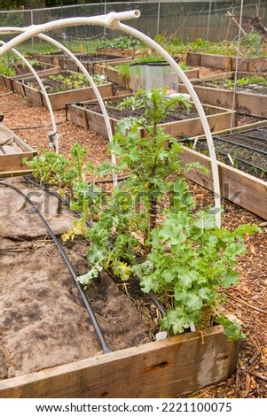 Issaquah, Washington State, USA. Over-wintered Kale growing in a raised bed in a community pea patch garden. Burlap bags are still covering soil for the winter. Royalty-Free Stock Photo #2221100075