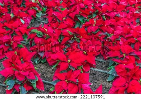Red flower pattern of growing Poinsettia or Christmas Star. Cultivation of ornamental Christmas plants in Tenerife, Canary Islands in Spain