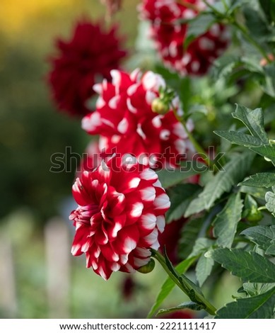 Stunning deep red and white dahlia flowers by the name Haomatland, photographed on a sunny day in autumn in a garden in Chelmsford, Essex, UK. Royalty-Free Stock Photo #2221111417