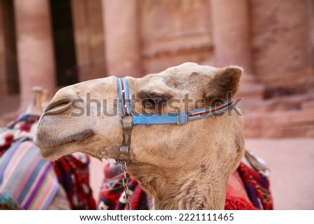Petra, Jordan, November 2019 - A dog wearing a horse mask