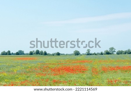 View of the meadow with poppies and cornflowers