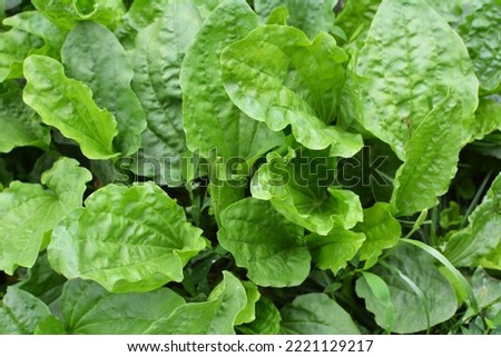 In summer, plantain is large (Plantago major, Plantago borysthenica) grows in the wild Royalty-Free Stock Photo #2221129217