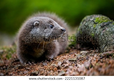 Close-up portrait of a river otter in its natural environment. It is also known as the European or Eurasian river or Common or Old World otter. Native to Eurasia. Lutra lutra.