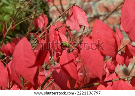 Closeup of a red bush in an autumn garden and a green grasshopper sitting on a leaf