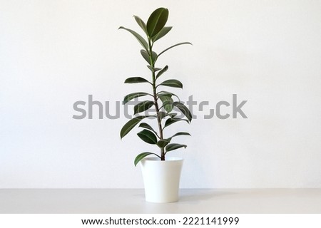Mock up minimalist home interior with empty white wall and potted house plant. Photo with copy space Royalty-Free Stock Photo #2221141999