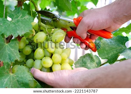 Picking white handmade grapes in countryside. Harvesting with secateurs Royalty-Free Stock Photo #2221143787