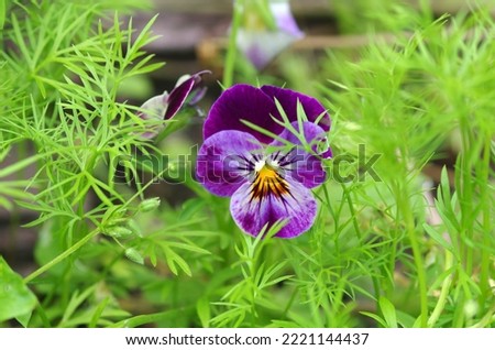 Purple pansies close-up. Macro. Flowers