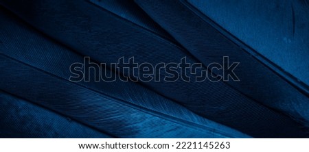 blue feather pigeon macro photo. texture or background Royalty-Free Stock Photo #2221145263