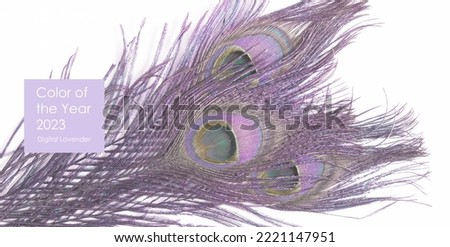 Peacock tail feathers close up eyes of the pea cock on white background toned in trendy color digital lavender. Text color of the year 2023 digital lavender Royalty-Free Stock Photo #2221147951
