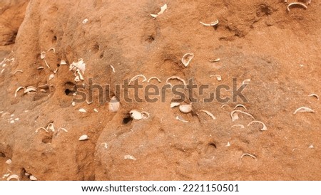 Sea shells in rock wall