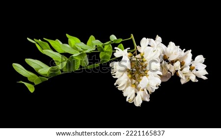 White acacia flowers isolated on black background. Detail for Design. design elements. macro. full focus. Background for Business Cards, PostCards and Posters.