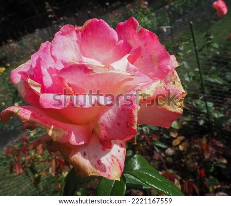 pink rose flower macro close up
