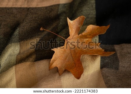 leaf autumn theme.fall and autumn 
