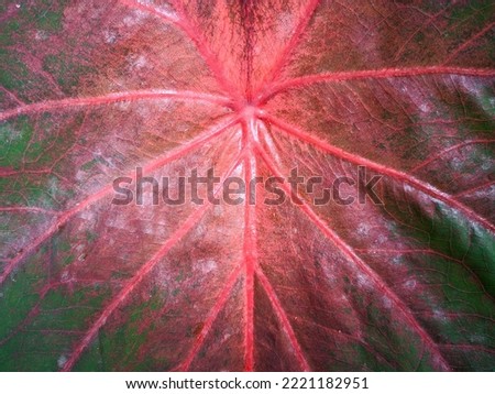 Caladium leaf texture stock photo.