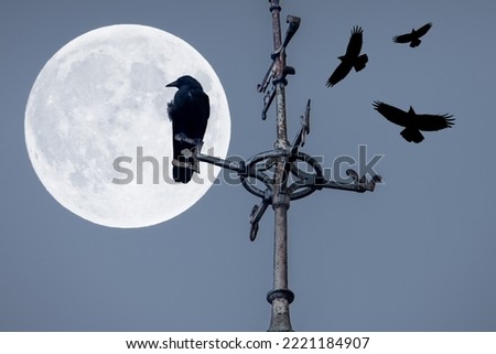 Raven or crow sits on roof top side of world. Bird species of the genus Corvus.There is no distinction between crows and ravens,names have been assigned to different species on the basis of their size