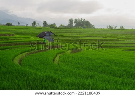 farmers who are working on a sunny morning with a beautiful green rice field atmosphere