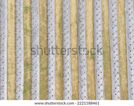 abstract lined farm path from aerial photography