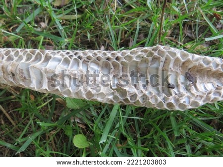 Shed snake skin laying in the grass.