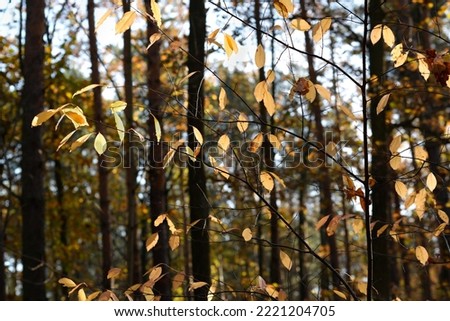 Prunus serotina, wild cherry yellow leaves in autumn forest selective focus