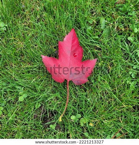 Taking to a picture of a maple leaf.