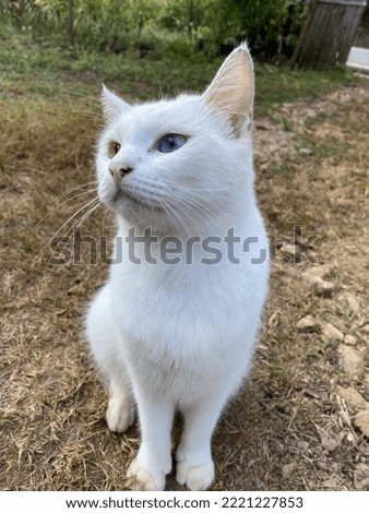 A white cat has two colored eyes