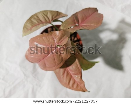 Leaf of tropical 'Syngonium Podophyllum Neon Robusta' houseplant with pink and green arrow shaped leaves isolated on white background,selective focus.