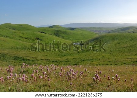 A lake sparkles in the distance while purple flowers of Owl's Clover bloom on the slopes of the hills in Northern California Royalty-Free Stock Photo #2221236275