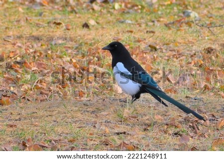 A magpie stands in a forest clearing on an autumn day