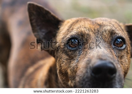 close up cute doggy looking at camera