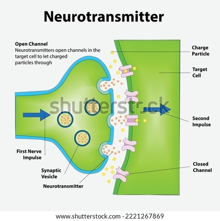 Neurotransmitters are released from synaptic vesicles of the presynaptic neuron and bind to receptors on the postsynaptic neuron, triggering an impulse through the 2nd neuron. Royalty-Free Stock Photo #2221267869
