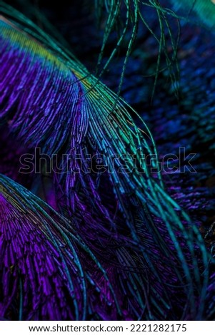India, 24 March, 2022 : Feather background.
