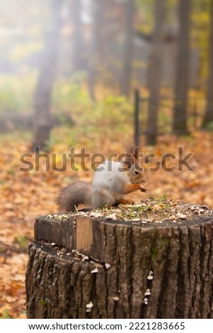 Funny furry cute squirrel eats a nut in autumn orange forest in the background. Animal wildlife background. Caring for animals, feeding wild animals to help nature. Vertical orientation