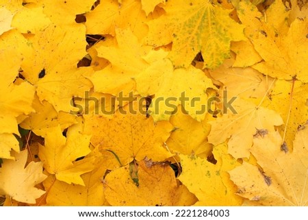 Background of yellow autumnal maple leaves Royalty-Free Stock Photo #2221284003