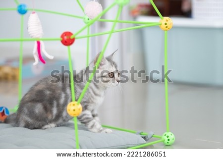 A scottish fold cat sitting inside a toy house looking at somewhere