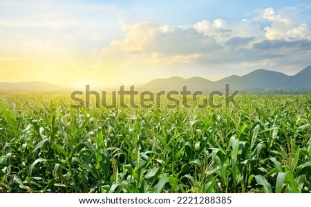 Corn field plantation with sunrise background. Royalty-Free Stock Photo #2221288385